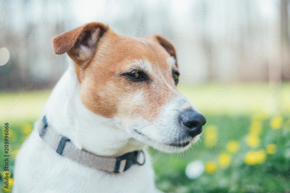 Jack russel terrier on yellow flowers meadow. Happy Dog with serious gaze