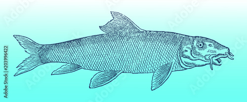 Common barbel (barbus barbus) in profile view on a blue-green gradient background (after a historical or vintage woodcut illustration from the 16th century). Easy editable in layers