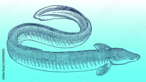 Winding European eel anguilla isolated on blue-green gradient background, after antique vintage woodcut illustration from 16th century