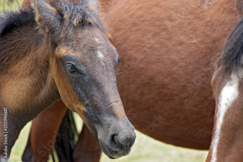 Closeup of foal and her mother