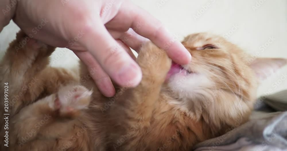 Cute ginger cat lying in bed. Man strokes kitty, it frowning of pleasure and biting. Cozy home background with fluffy pet. Cute ginger cat lying in bed. Man strokes kitty, it frowning of pleasure and biting. Cozy home background with fluffy pet.