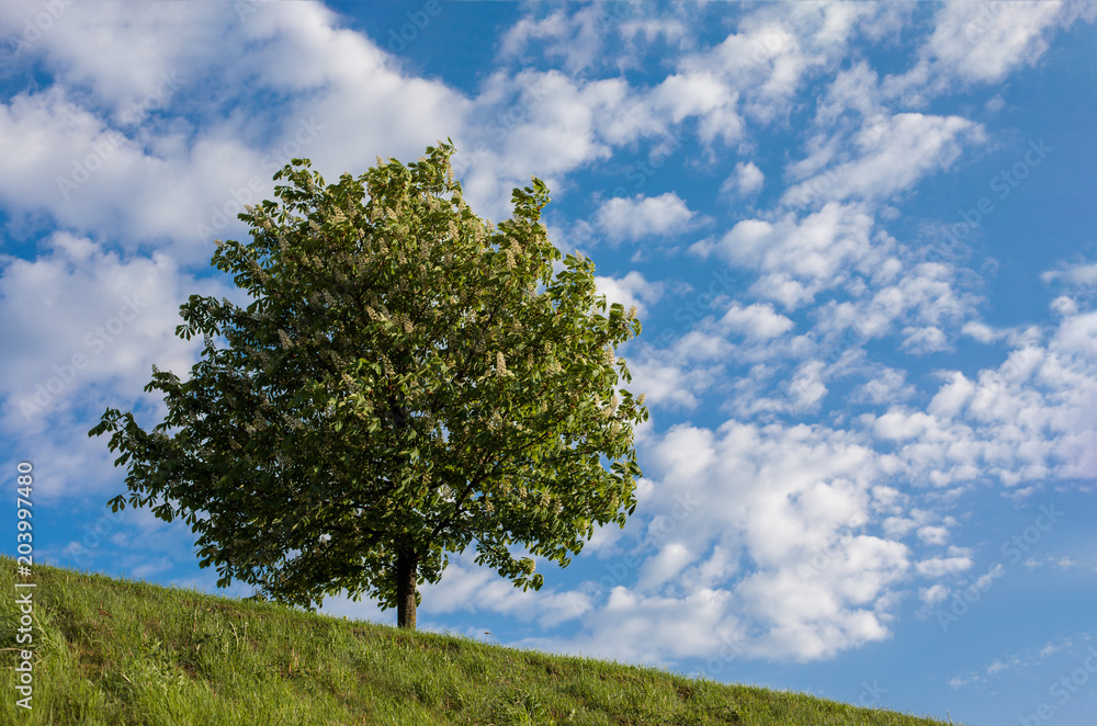 Fototapeta premium Horse-chestnut tree