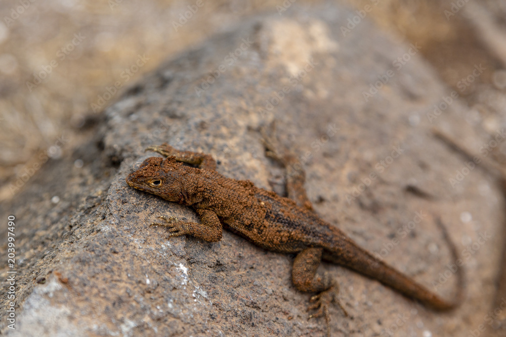 Galapagos Lava Lizard (Microlophus albemarlensis) in Galapagos I Galapagos Lava Lizard (Microlophus albemarlensis) in Galapagos I