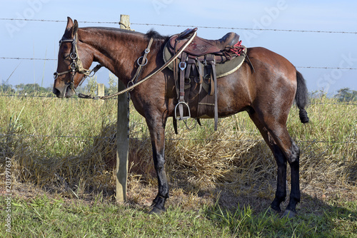 Horse harness with apparatuses of Sao Paulo state © Jaboticaba Images