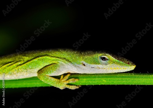 A green anole lizard (Anolis carolinensis) is lightly covered in dew after it was rudely woken up from its sleep on a plant stem during the night hours.