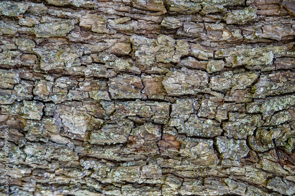 tree, bark, pear tree, bark, pear