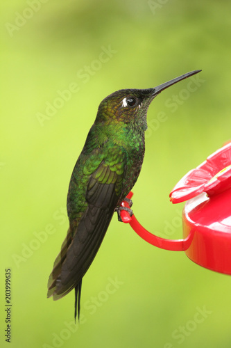 Violet chested Sternoclyta cyanopectus hummingbird perched on red feeder, only found in Venezuela and Clolombia South america   photo