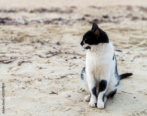 Black and white cat sitting on the beach sand