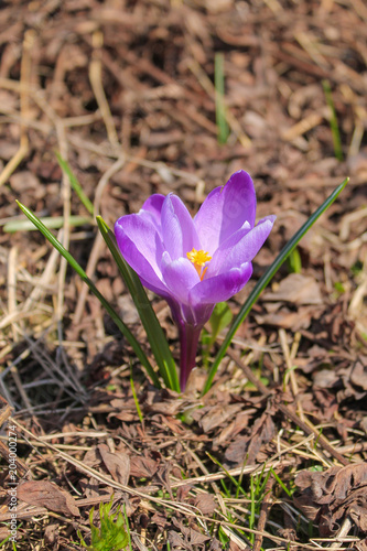 Purple wild crocus is one of the first spring flowers. The flower from which the most expensive spice is extracted is saffron.