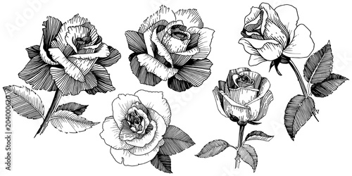 Wildflower rose in a vector style isolated. Vector wildflower for background, texture, wrapper pattern, frame or border.