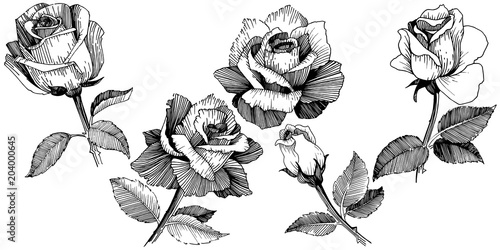 Wildflower rose in a vector style isolated. Vector wildflower for background, texture, wrapper pattern, frame or border.