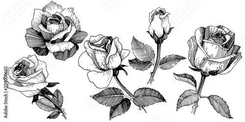 Wildflower rose in a vector style isolated. Vector wildflower for background, texture, wrapper pattern, frame or border.