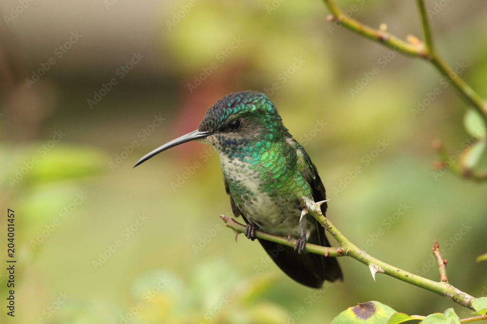 Obraz premium Golden tailed sapphire Chrysuronia oenone hummingbird perched in a rose branch 