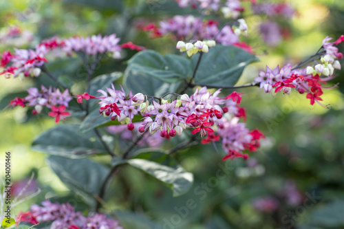 Beautiful Christ Tear flowers in the garden with blurred background 