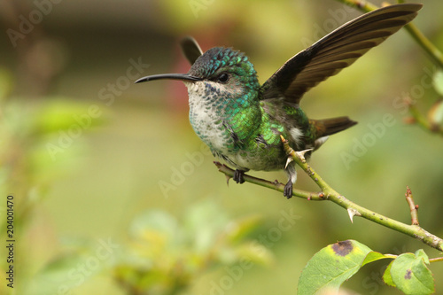 Golden tailed sapphire hummingbird perched in a rosa branch displaying wings taking flight