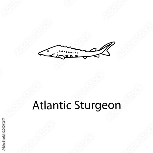 atlantic sturgeon icon. Element of marine life for mobile concept and web apps. Thin line atlantic sturgeon icon can be used for web and mobile. Premium icon