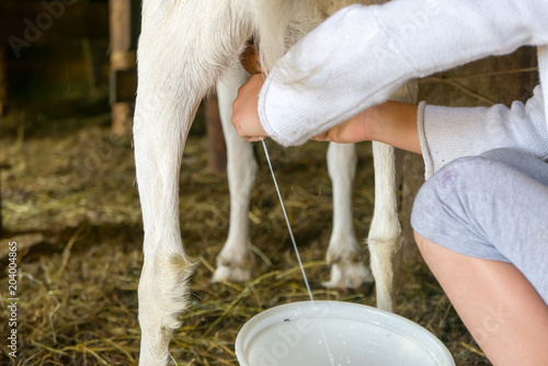 Milking goat, fresh milk