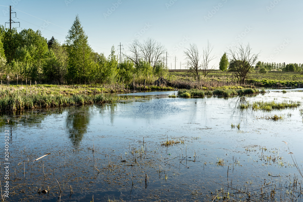 the swampy terrain with dry grass, young green trees, power line in the forest, spring sunset time the swampy terrain with dry grass, young green trees, power line in the forest, spring sunset time