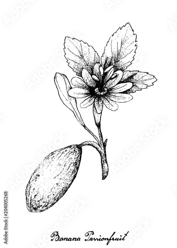 Hand Drawn of Banana Passionfruit on White Background