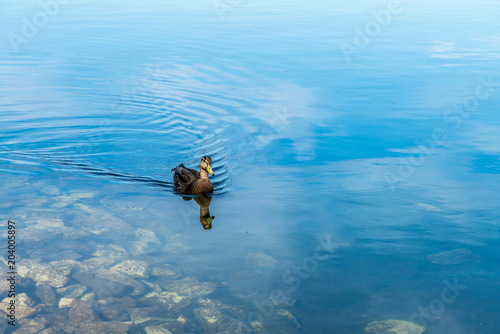 Single mallard duck gently swims through still reflective lake water