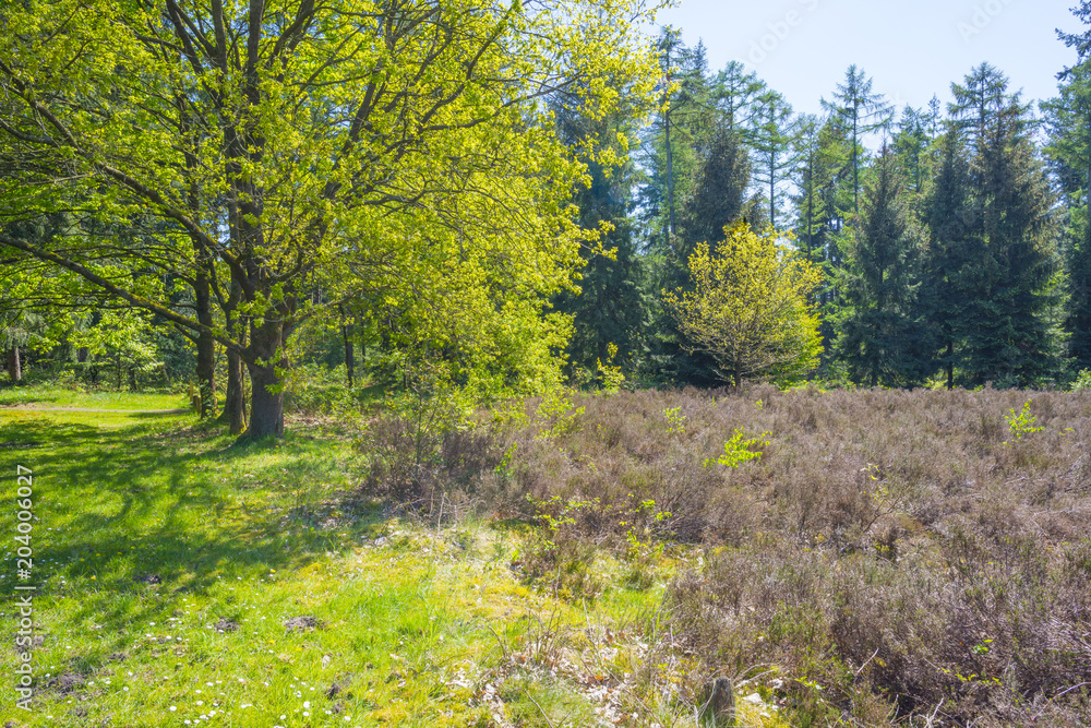 Fototapeta premium Forest in spring colors in sunlight in spring
