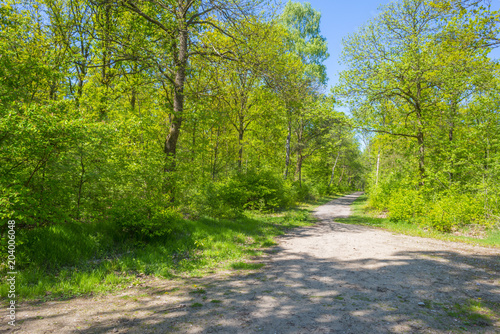 Forest in spring colors in sunlight in spring