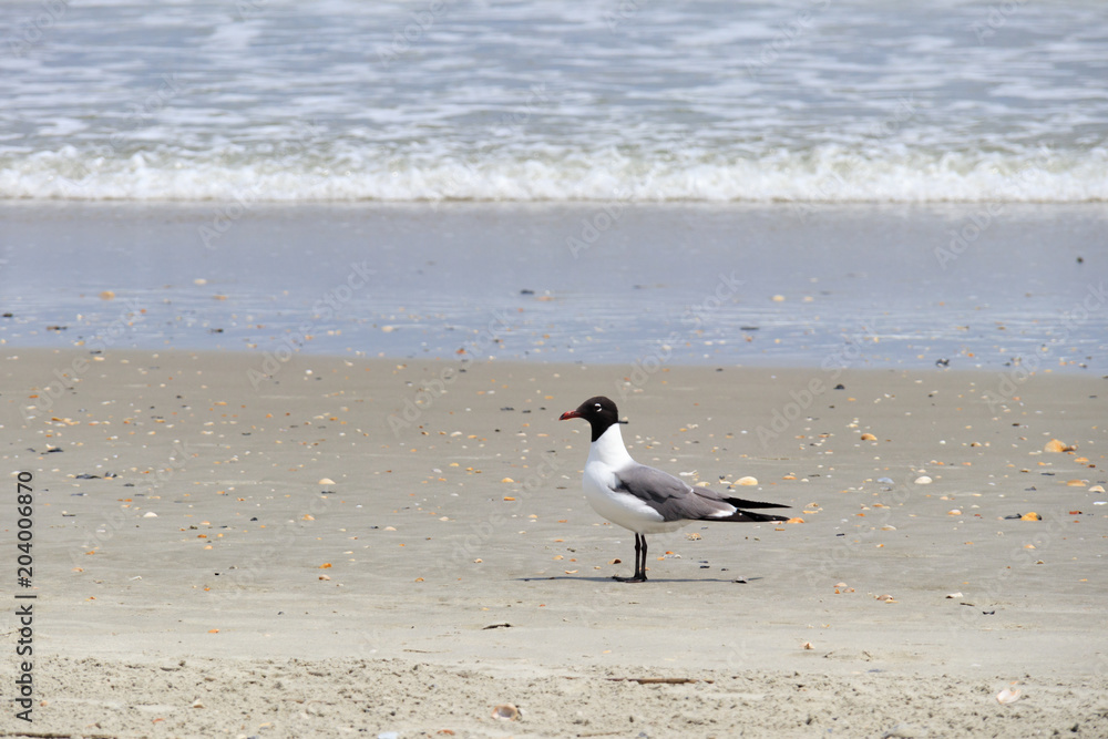 Seagull on the beach with waves in background Seagull on the beach with waves in background