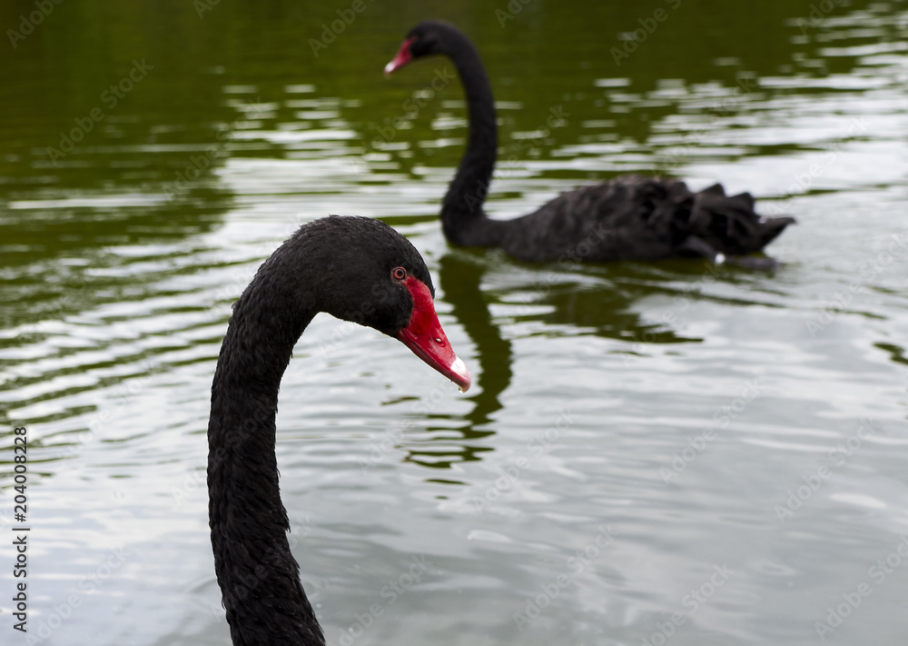 Fototapeta premium goose on the lake