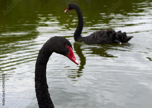 Fototapeta Naklejka Na Ścianę i Meble -   goose on the lake