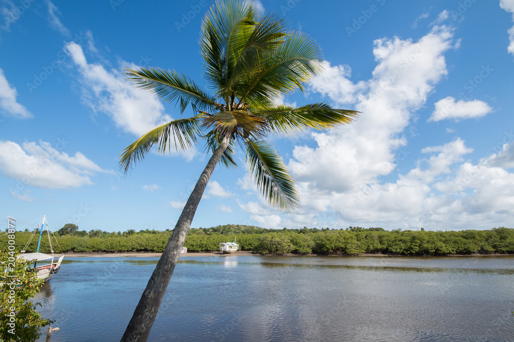 Landscape with tropical coconut tree