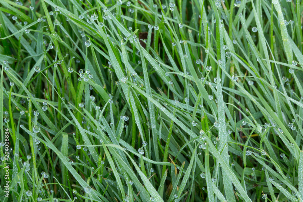 Dew on green grass Dew on green grass