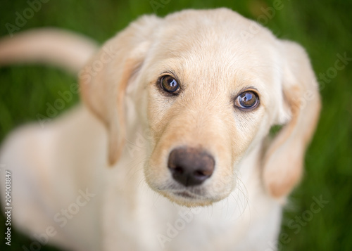 Close up of lab puppy © Sharon