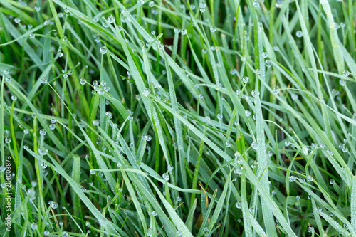 Green wet grass