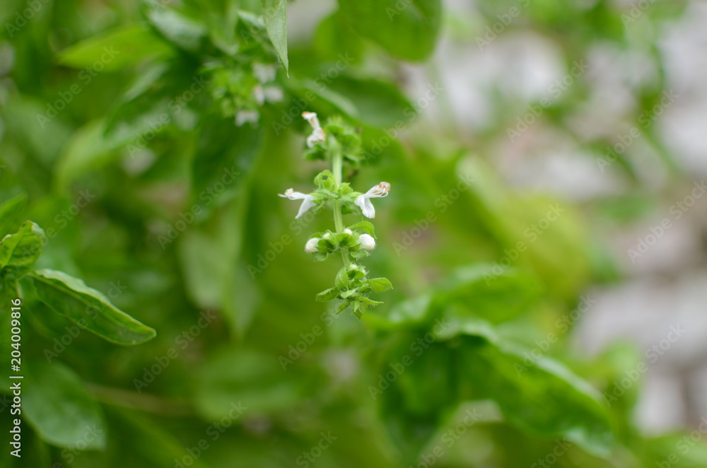 Flor de Albahaca Flor de Albahaca
