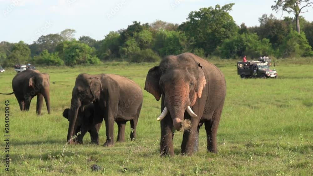 Familiy of elephants in a Safari at Yala National Park, Sri Lanka. Familiy of elephants in a Safari at Yala National Park, Sri Lanka.