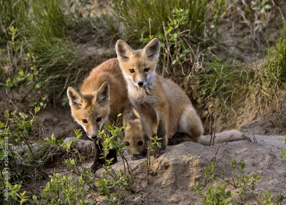 Obraz premium Fox Kits at Play
