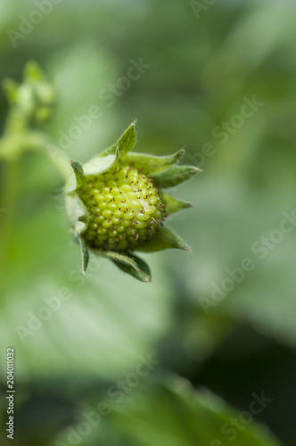 green strawberry closeup