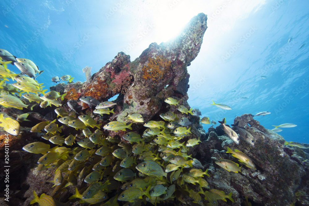 Fototapeta premium Fish (Florida USA)