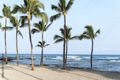 Fototapeta Naklejka Na Ścianę i Meble -  Coconut palm trees in a tropical beach