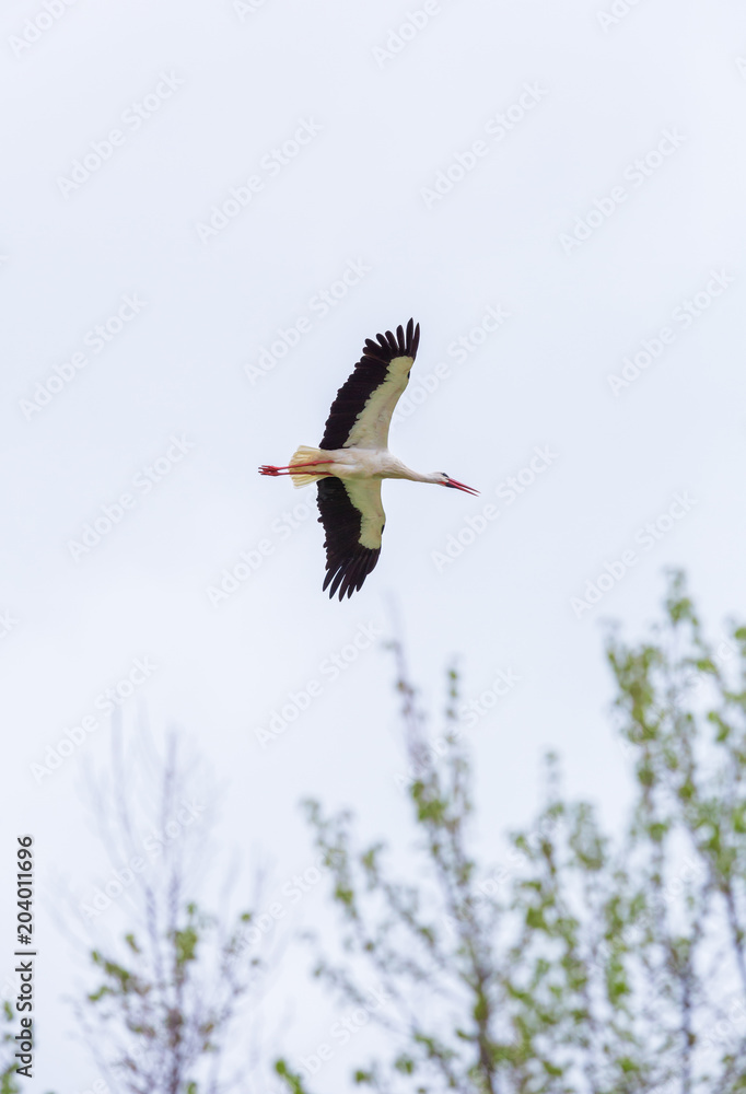 Naklejka premium Stork around the nest in a belfry
