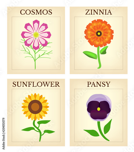 Flower Seed packets-Set of four vintage flower seed packets 