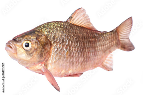 Fish crucian
