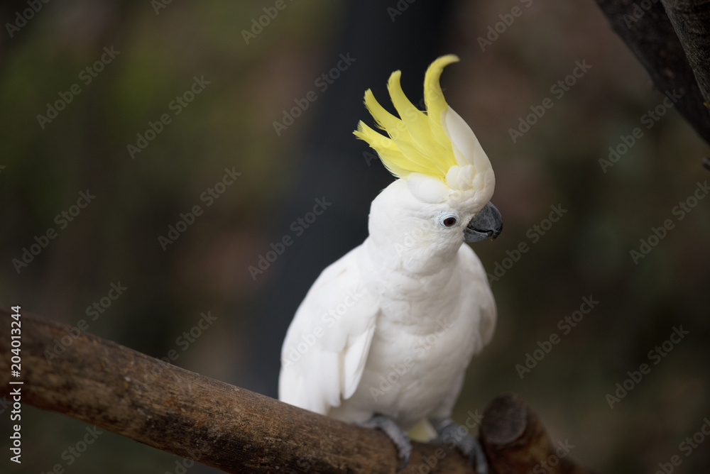 Sulphur crested cockatoo