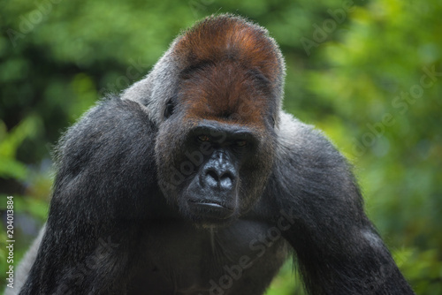 Portrait of a west lowland silverback gorilla