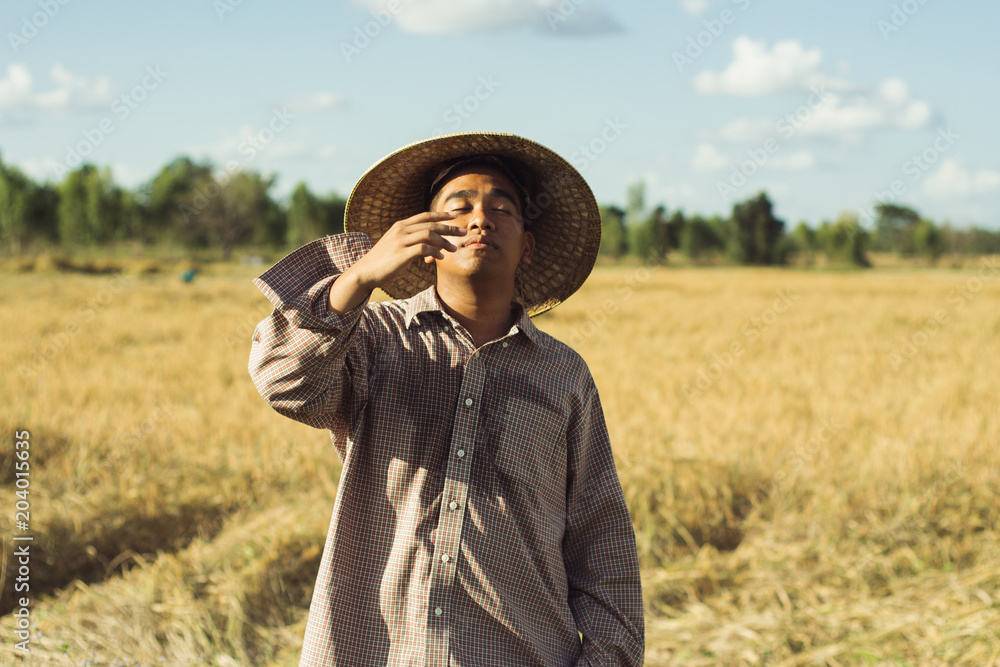 Brown Skin Farmer And His Rice Field Brown Skin Farmer And His Rice Field