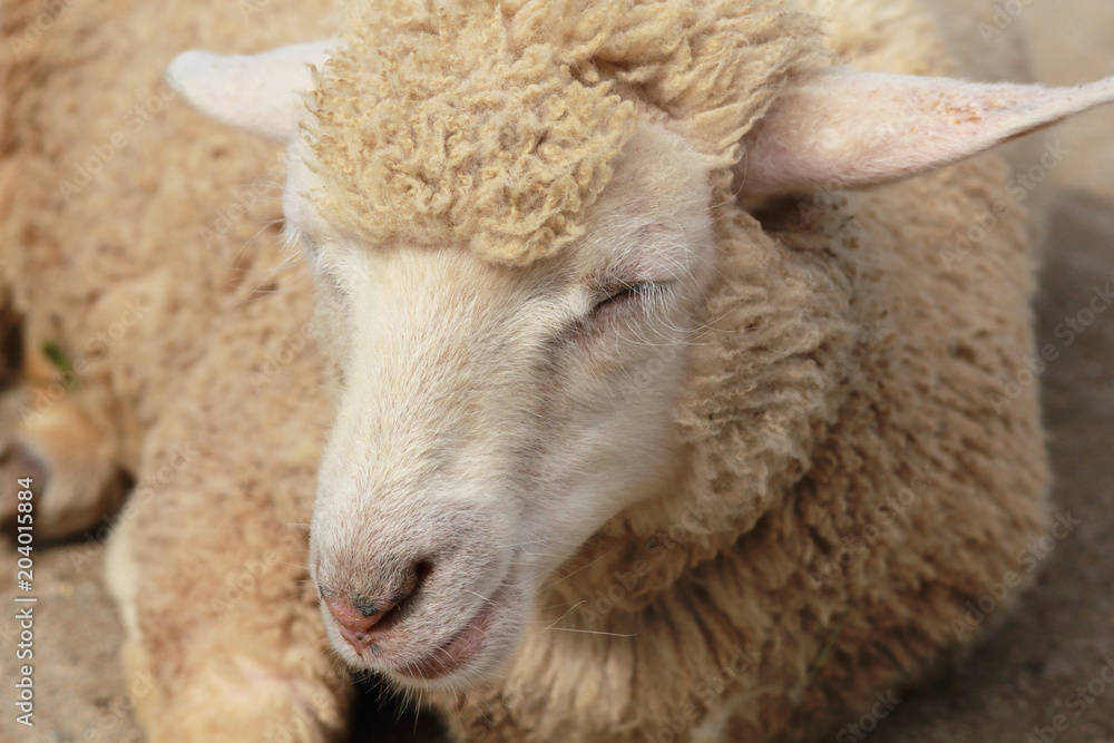 Naklejka premium Pictures of white sheep lying, animals, ranch