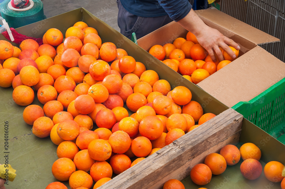 Farmer manually selecting and then putting just picked tarocco oranges into cardboard boxes