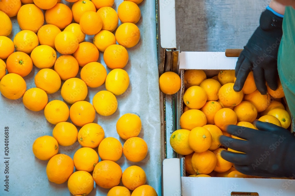 Farmers in a warehouse selecting and then packaging just picked tarocco oranges into boxes