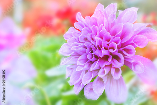 Fototapeta Naklejka Na Ścianę i Meble -  background nature Flower dahlia pink. pink flowers. background blur