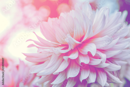 Fototapeta Naklejka Na Ścianę i Meble -  background nature Flower dahlia pink. pink flowers. background blur